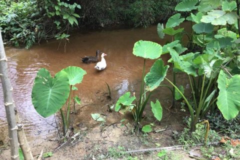Дом в Кхок Клое, Таиланд с 2 спальнями  № 124952 - фото 6