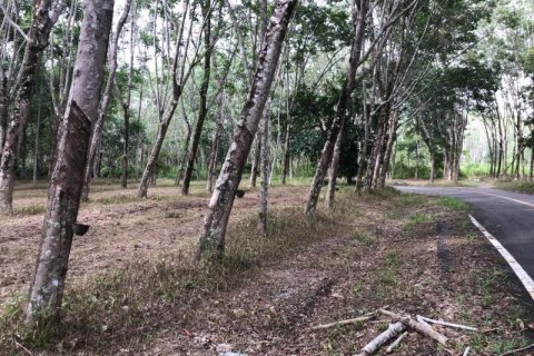 Terrain à Khok Kloi, Thaïlande № 124967 - photo 4