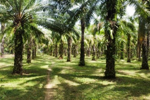 Земельный участок в Кхок Клое, Таиланд  № 124964 - фото 1