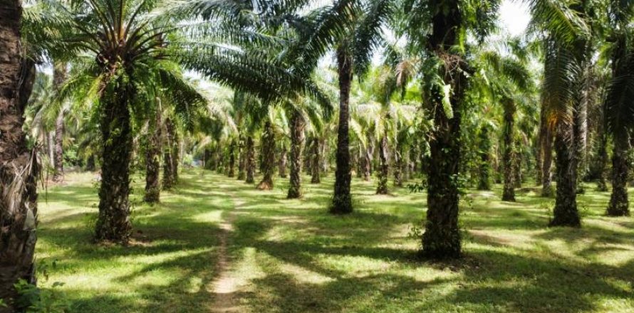 Земельный участок в Кхок Клое, Таиланд  № 124964