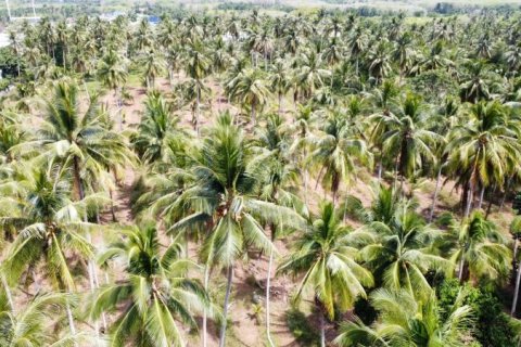 Земельный участок в Кхок Клое, Таиланд  № 125029 - фото 3