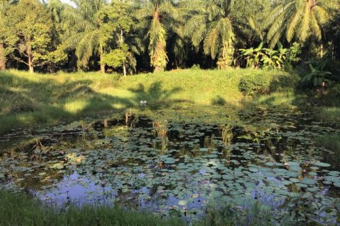 Terrain à Khok Kloi, Thaïlande № 124971 - photo 1