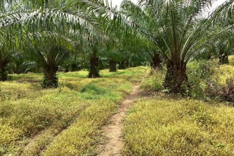 Земельный участок в Кхок Клое, Таиланд  № 124961 - фото 5