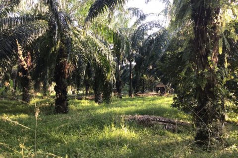 Terrain à Khok Kloi, Thaïlande № 124971 - photo 6