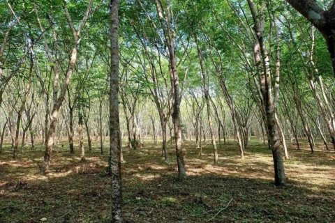 Land in Khok Kloi, Thailand № 124969 - photo 3