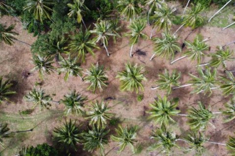 Земельный участок в Кхок Клое, Таиланд  № 124981 - фото 1