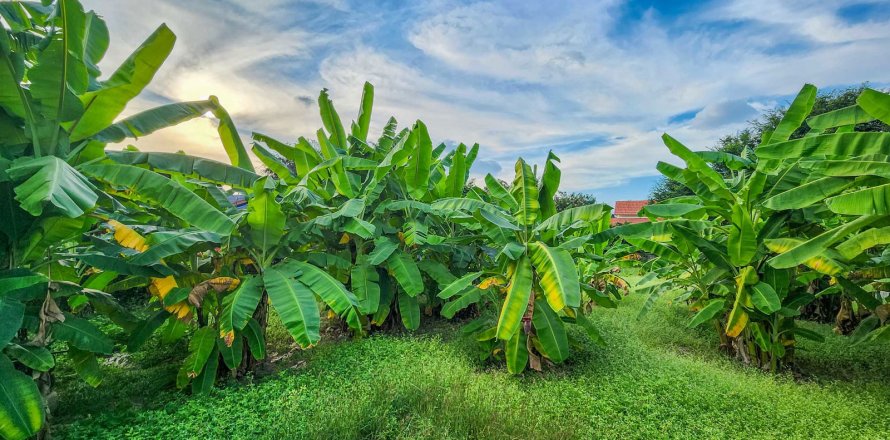 Terrain à Chiang Mai, Thaïlande № 126331