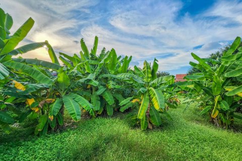 Land in Chiang Mai, Thailand № 126331