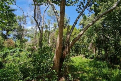 Земельный участок в Сураттхани, Таиланд  № 125840 - фото 3