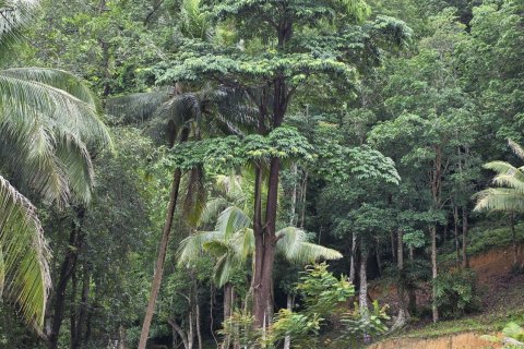 Земельный участок в Краби, Таиланд 70400м2  № 141716 - фото 17