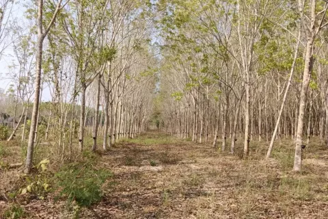 House in Klaeng, Thailand 3 bedrooms № 141946 - photo 3