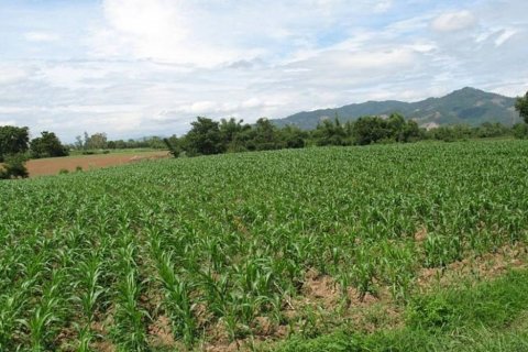 Земельный участок в Чианграе, Таиланд  № 132534 - фото 1