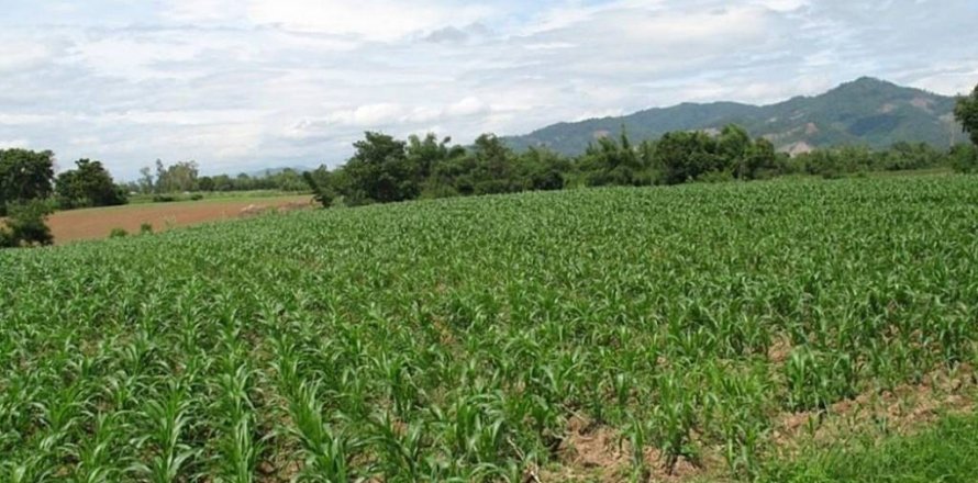 Земельный участок в Чианграе, Таиланд  № 132534