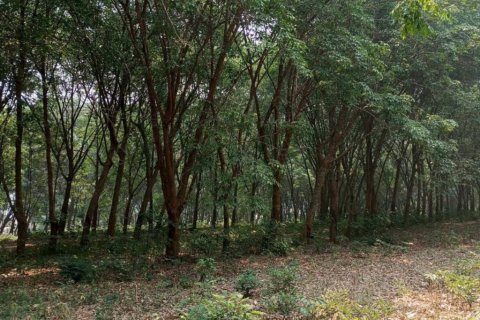 Terrain à Chiang Saen, Thaïlande № 126636 - photo 8