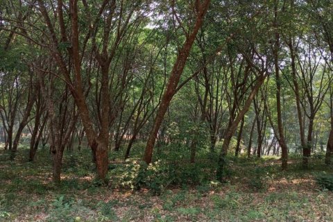 Terrain à Chiang Saen, Thaïlande № 126636 - photo 10