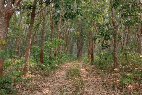 Terrain à Chiang Saen, Thaïlande № 126636 - photo 9