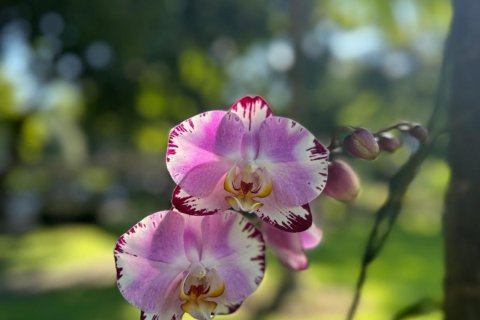 Studio dans le Condo à Chiang Mai, Thaïlande № 141564 - photo 14