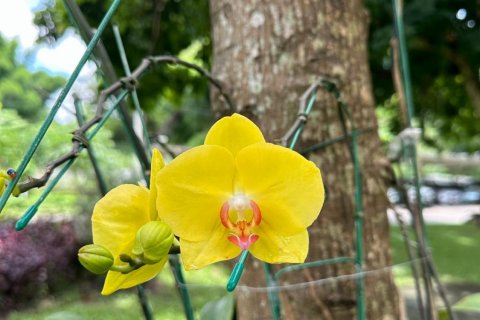 Studio dans le Condo à Chiang Mai, Thaïlande № 141564 - photo 15