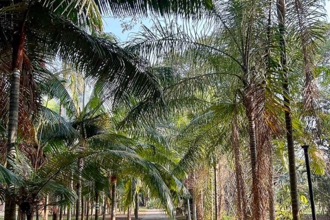 Land in Chiang Mai, Thailand 2400 sq.m. № 122812 - photo 28