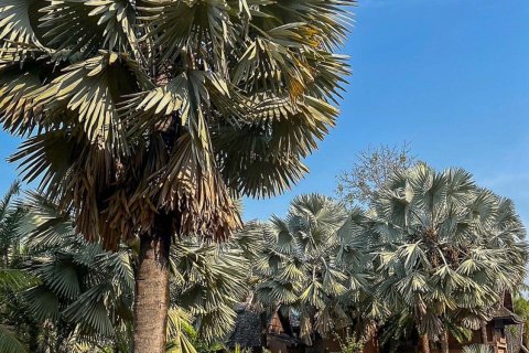 Land in Chiang Mai, Thailand 2400 sq.m. № 122812 - photo 29