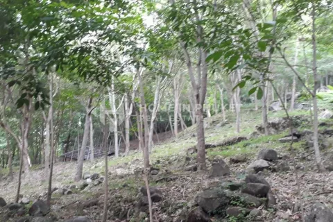 Land in Patong, Thailand № 131608 - photo 5