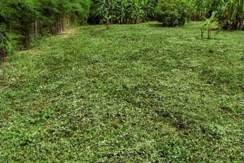 Land in Chiang Mai, Thailand № 126334 - photo 12