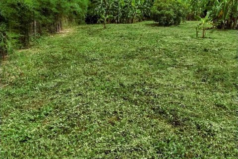 Land in Chiang Mai, Thailand № 126334 - photo 12