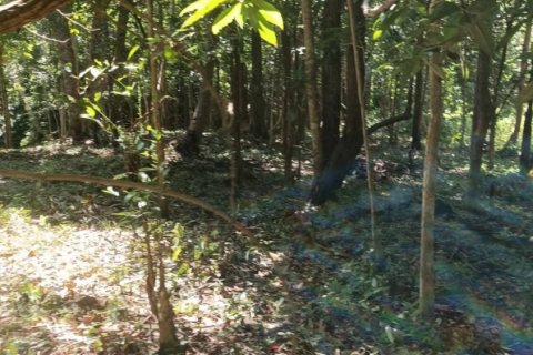 Земельный участок в Сураттхани, Таиланд  № 115811 - фото 2