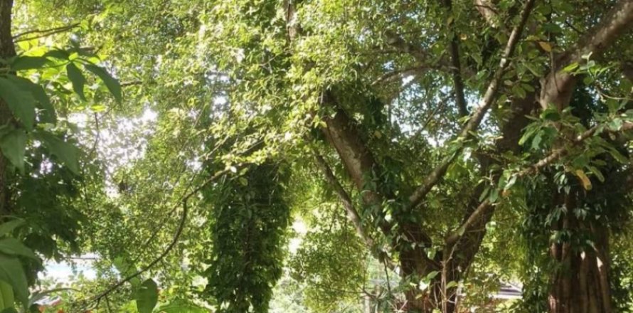 Земельный участок в Сураттхани, Таиланд  № 115811