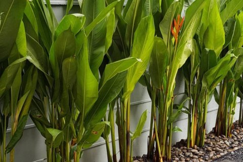 Дом в Бангкоке, Таиланд с 3 спальнями  № 126009 - фото 10