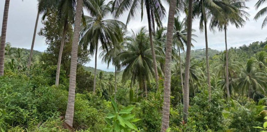 Land in Surat Thani, Thailand № 132614