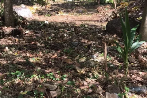 Terrain à Kathu, Thaïlande 4700 m2 № 141913 - photo 3