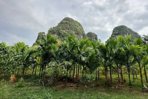 Земельный участок в Краби, Таиланд  № 125905 - фото 4