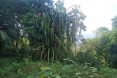 Земельный участок в Сураттхани, Таиланд  № 116182 - фото 2