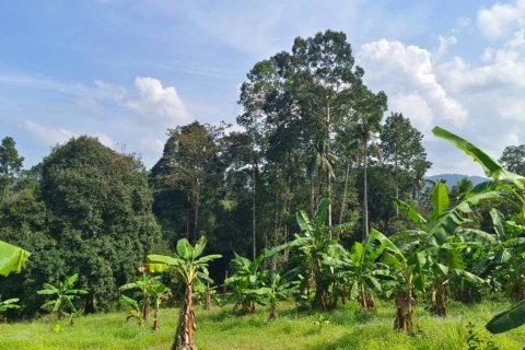 Земельный участок в Самуи, Таиланд  № 124567 - фото 3