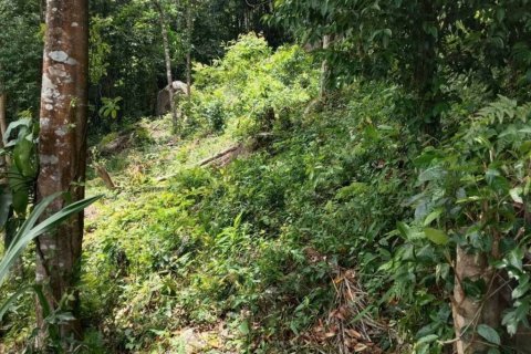 Земельный участок в Сураттхани, Таиланд  № 132518 - фото 6