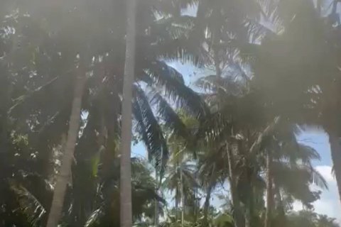 Terrain à Surat Thani, Thaïlande № 115826 - photo 3