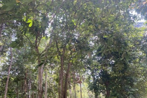 Земельный участок в Вианг Са, Таиланд  № 99994 - фото 5